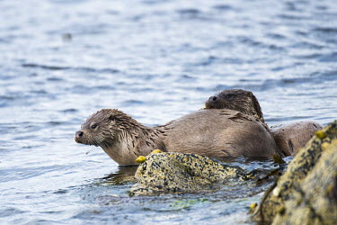 European otters resting on shoreline rocks common otter,Lutra lutra,otter,otters,mammals,carnivore,carnivores,shore,marine,sea,shoreline,rocks,resting,at rest,two,pair,shallow focus,coast,coastal,Mammalia,Mammals,Weasels, Badgers and Otters,Mu