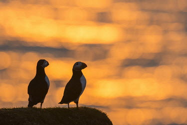 Atlantic puffins at clifftop edge at sunset puffin,puffins,Atlantic puffin,Fratercula arctica,bird,birds,seabird,seabirds,sea bird,sea birds,adult,sunlight,evening light,sunset,clifftop,edge,pair,two,Ciconiiformes,Herons Ibises Storks and Vultu