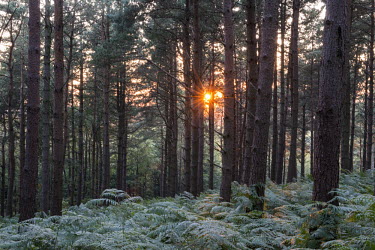 Bracken (Pteridium aquilinum) covered Scots pine forestry at sunset Scots pine,Pinus sylvestris,pine,pines,pine family,pine tree,pine trees,tree,trees,tree trunks,sunset,evening,sun,sunshine,sun ray,sun rays,ray,rays,calm,shade,shadows,bracken,Pteridium aquilinum,fore