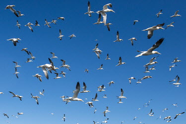 Northern gannets in flight gannet,gannets,Morus bassanus,bird,birds,seabird,seabirds,sea bird,sea birds,adult,adults,flight,in flight,flying,flock,group,pattern,Aves,Birds,Pelicans and Cormorants,Pelecaniformes,Chordates,Chorda
