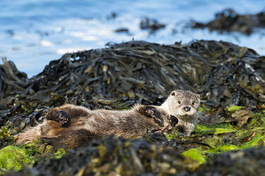 European otter resting on seaweed covered shoreline rocks common otter,Lutra lutra,otter,otters,European otter,mammals,carnivore,carnivores,shore,marine,sea,shoreline,rocks,shallow focus,negative space,coast,coastal,seaweed,rolling,lying,on back,relaxed,rela