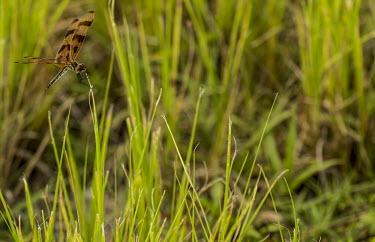 Dragonfly in grass USA,insects,insect,Animalia,Arthropoda,Insecta,Odonata,dragonfly,dragonflies,shallow focus,adult,perched,negative space,stripes,striped,stripe,side,brown,grass,Anisoptera,Libellulidae,Celithemis,C. ep