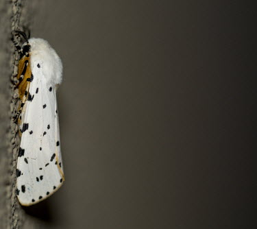 Ermine moth USA,insects,insect,Animalia,Arthropoda,Insecta,Lepidoptera,Ditrysia,Yponomeutoidea,Yponomeutidae,ermine,ermine moth,ermine moths,moth,moths,shallow focus,negative space,brown background,clinging,at re