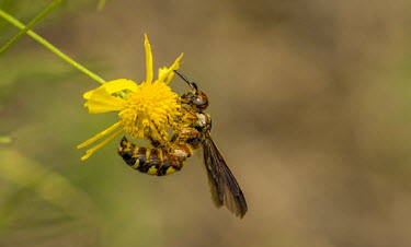 Hornet on flower USA,insects,insect,pollen,pollination,flower,yellow flower,negative space,shallow focus,detail,Animalia,Arthropoda,Insecta,Hymenoptera,Apocrita,Vespidae,Vespinae,Vespa,eusocial wasps,eusocial wasp,ves