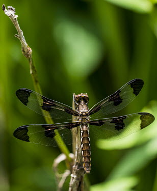 Plantation dragonfly USA,insects,insect,Animalia,Arthropoda,Insecta,Odonata,dragonfly,dragonflies,shallow focus,adult,perched,negative space,black,Insects