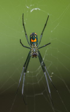 Plantation spider USA,Animalia,Arthropoda,Chelicerata,Arachnida,spider,spiders,web,green background,underneath,colourful,colorful,detail,Insects