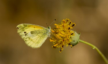 Yellow butterfly USA,insects,insect,Animalia,Arthropoda,arthropod,arthropods,Insecta,Lepidoptera,butterfly,butterflies,yellow,adult,perched,flower,side view,shallow focus,feeding,Insects