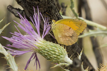 Yellow butterfly USA,insects,insect,Animalia,Arthropoda,arthropod,arthropods,Insecta,Lepidoptera,butterfly,butterflies,yellow,adult,perched,flower,side view,Insects