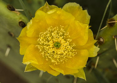 Cactus flower USA,plants,plant,flower,cactus,cacti,pollen,yellow,stamen,Plants