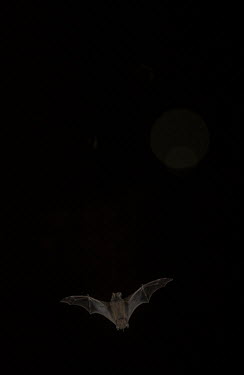 Mexican free-tailed bat flying out from under Congress Bridge USA,mammals,mammal,bat,bats,Mexican free-tailed bat,Tadarida brasiliensis,T. brasiliensis,Tadarida,brasiliensis,dark,night,negative space,flash,flight,in flight,underneath,Mammals,Mammalia,Free-tailed