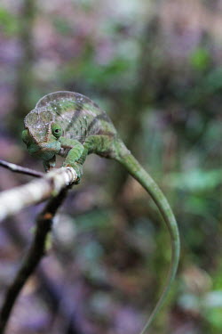 Chameleon looking at you Madagascar,reptiles,reptile,chameleon,chameleons,green,climbing,stick,shallow focus,negative space,looking at camera
