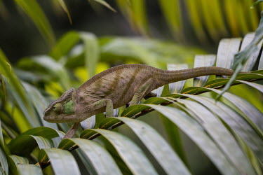 Female Parson's chameleon Madagascar,reptiles,reptile,chameleon,chameleons,Parson's chameleon,adult,female,green,adaptive camouflage,camouflage,background matching,leaves,stripes,striped,walking,diagonal,shallow focus,texture,
