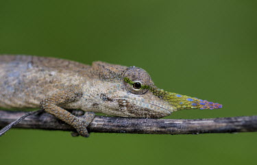Lance-nosed chameleon Madagascar,reptiles,reptile,chameleon,chameleons,lance-nosed chameleon,long-nosed chameleon,unusual,shallow focus,green background,clinging,stick,twig,colourful,nose,close-up,close up,face,Squamata,Li