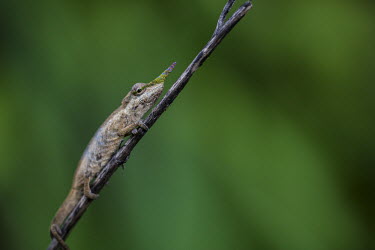 Lance-nosed chameleon Madagascar,reptiles,reptile,chameleon,chameleons,lance-nosed chameleon,long-nosed chameleon,unusual,shallow focus,negative space,green background,clinging,stick,twig,looking at camera,colourful,nose,S