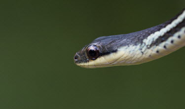 Snake Madagascar,reptiles,reptile,snake,snakes,head,close-up,close up,negative space,shallow focus,green background,eye,reflection