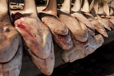 Dead sharks ready to be transported African conservation photography,Dubai,Fish Market,Horizontal,Shark Finning,Sharks,United Arab Emirates,shark finning,shark fin,shark meat,illegal fishing,overfishing,africa,african,color,colour,day,f