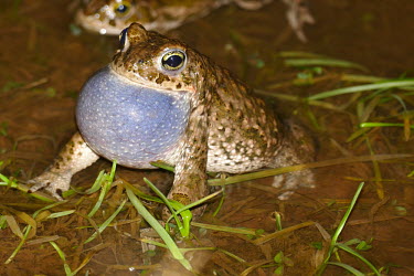 Natterjack toad calling bufonidae,natterjack toad,epidalea calamita,lesrives,lacdesrives,toads,amphibians,amphibian,toad,portrait,Anurans,calling,vocalising,vocalisation,Natterjack toad,Bufo calamita,Chordates,Chordata,Anura