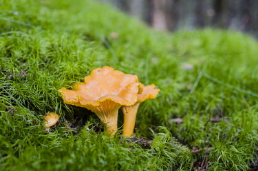 Orange fungus chanterelle,close up,close-up,forest,mushroom,Norway,Skane,Skåne,Sweden,fungi,fungus,moss,shallow focus,green,orange,mushrooms,Sk+Ñne_Sweden,Chanterelle,Close up,Forest,Mushroom