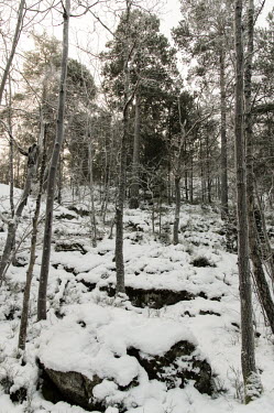 Snow covered forest Bredäng,Stockholm,winter,Bredang,Sweden,snow,trees,forest,frosty,snow covered,snowy,cold,frozen,Christmas,landscape,landscape photography,bred+ñng_sweden,Vinter