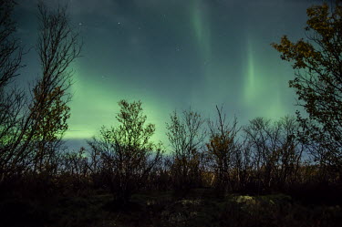 Northern lights Abisko,Autumn,Fj�ll,H�st,Tromso,Norway,northern lights,lights,sky,night,dark,stars,trees,green,Troms,TromsNorway