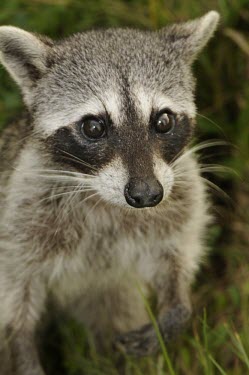 Pygmy raccoon close up Adult,Chordates,Chordata,Ringtail, Raccoon, and Coati,Procyonidae,Mammalia,Mammals,Carnivores,Carnivora,Sub-tropical,Terrestrial,North America,Procyon,Mangrove,Critically Endangered,pygmaeus,Omnivorou