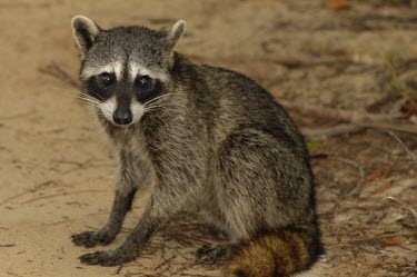 Pygmy raccoon portrait Adult,Chordates,Chordata,Ringtail, Raccoon, and Coati,Procyonidae,Mammalia,Mammals,Carnivores,Carnivora,Sub-tropical,Terrestrial,North America,Procyon,Mangrove,Critically Endangered,pygmaeus,Omnivorou