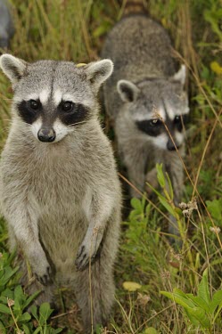 Pygmy raccoons Adult,Chordates,Chordata,Ringtail, Raccoon, and Coati,Procyonidae,Mammalia,Mammals,Carnivores,Carnivora,Sub-tropical,Terrestrial,North America,Procyon,Mangrove,Critically Endangered,pygmaeus,Omnivorou