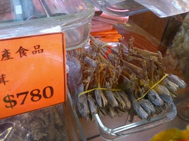 Dried lizards for sale in medicine shop China,Chinese medicine,Traditional Chinese Medicine,medicine,medicine shop,illegal,illicit,illegal wildlife trade,wildlife trade,poaching,poached,dead,endangered species,threats,conservation threat,li