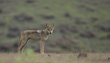 Indian wolf in habitat Canis lupus pallipes,wolves,wolf,dogs,canids,canidae,India,Indian,landscape,subspecies,grey wolf,Indian wolf,wild dogs,Dog, Coyote, Wolf, Fox,Canidae,Chordates,Chordata,Mammalia,Mammals,Carnivores,Car