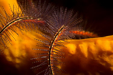 Brittel seastar brittle star,brittel seastar,ophiuroids,echinoderms,Ophiuroidea,Asterozoa,Echinodermata,Animalia,seastar,colourful,colorful,yellow,spikes,spines,abstract,marine,underwater,underwater photography,ocean