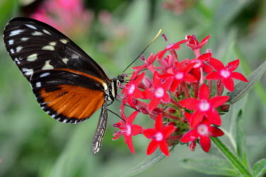 Butterfly Heliconius hecale Animalia,Arthropoda,Insecta,Lepidoptera,Nymphalidae,tiger Longwing,Hecale longwing,golden longwing,golden Heliconian,Heliconius hecale,Heliconiid,butterfly,butterflies,longwing,colour,flowers,colourfu