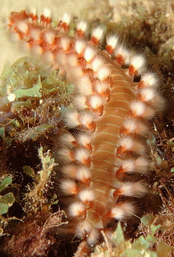Bearded Fireworm Closeup Animalia,annelid,annelida,polychaeta,amphinomidae,bristleworm,marine,ocean,reef,close up,worms,sea worm