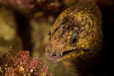 Moray eel Animalia,fish,actinopterygii,anguilliformes,muraenidae,teeth eye,reef,marine,ocean,eel,eels,halloween