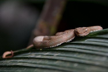 Eyelash viper Animalia,reptilia,squamata,serpentes,viperidae,viper,snake,serpent,venomous,profile,rainforest,snakes