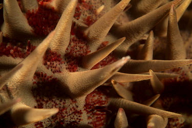 Crown of thorns starfish close up starfish,sea star,spines,barbs,spikes,close up,ocean,invasive species,destructive species,reef,conservation threat,Echinoderms,Echinodermata,Indian,Aquatic,Coral reef,Animalia,Asteroidea,Pacific,Carni