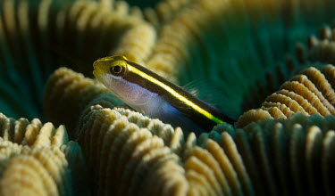 Yellownose goby on Brain Coral Animalia,fish,goby,actinopterygii,perciformes,gobiidae,coral,brain coral,reef,reef fish,head,marine
