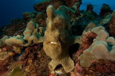 Giant frogfish Animalia,fish,frogfish,commerson's frogfish,actinopterygii,lophiiformes,antennariidae,marine,reef fish,camouflage,ocean,reef,portrait