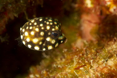 Juvenile spotted trunkfish Animalia,actinopterygii,tetraodontiformes,ostraciidae,fish,reef fish,spotted,close up,juvenile,reef,ocean