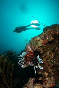 Lionfish and diver fish,reef fish,striped,diver,scuba diver,ocean,venomous,reef,invasive species,conservation threat,predator,Actinopterygii,Ray-finned Fishes,Chordates,Chordata,Coral reef,Aquatic,Carnivorous,Scorpaenid