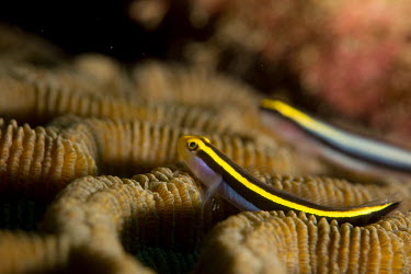 Yellownose goby on brain coral Animalia,fish,goby,actinopterygii,perciformes,gobiidae,coral,brain coral,reef,reef fish,head,marine,pair