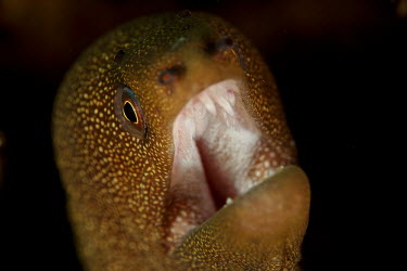 Dwarf moray Animalia,fish,actinopterygii,anguilliformes,muraenidae,gymnothorax,blackspot moray,dirty yellow moray,reef,ocean,close up,mouth,eel,eels