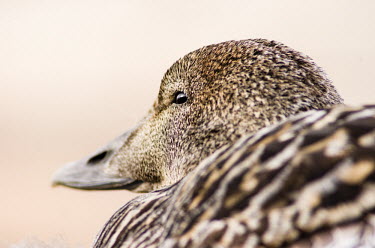 Eider duck Arctic,eider,eider duck,duck,ducks,nest,Svalbard,adult,female,nesting,reproductive behaviour,close up,close-up,shallow focus,eye,brown,Aves,Birds,Waterfowl,Anseriformes,Ducks, Geese, Swans,Anatidae,Ch