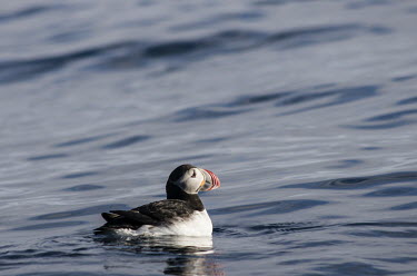 Puffin Svalbard,Arctic,puffin,swimming,water,sea,surface,negative space,evening light,adult,ripples,Ciconiiformes,Herons Ibises Storks and Vultures,Alcidae,Auks, Murres, Puffins,Aves,Birds,Chordates,Chordata