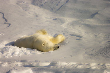 Polar bear Svalbard,Arctic,polar bear,bear,bears,snow,sunny,sunshine,relaxed,resting,rest,lying down,Chordates,Chordata,Bears,Ursidae,Mammalia,Mammals,Carnivores,Carnivora,Snow and ice,North America,Europe,marit