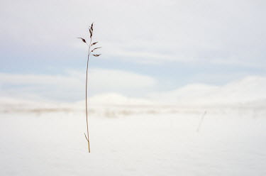 Svalbard Grass Arctic,close up,grass,small,Svalbard,winter,snow,shallow focus,negative space,lone,single,one,high key,white,stem,Close up,Grass,Small,Winter