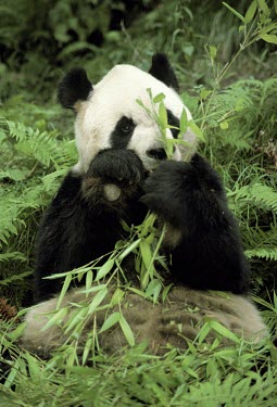 Giant panda feeding on bamboo (captive) Feeding behaviour,Feeding,Chordates,Chordata,Mammalia,Mammals,Bears,Ursidae,Carnivores,Carnivora,Herbivorous,melanoleuca,Ailuropoda,Asia,Terrestrial,Omnivorous,Temperate,Mountains,Endangered,Animalia,