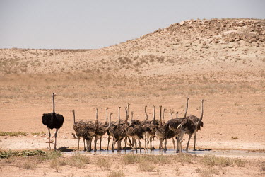 Ostrich family ostrich,ostriches,family,drink,drinking,early afternoon,vigilant,vigilance,water hole,adult,adults,young,juveniles,dunes,dune,habitat,water,dry,arid,Ostriches,Struthionidae,Aves,Birds,Struthioniformes