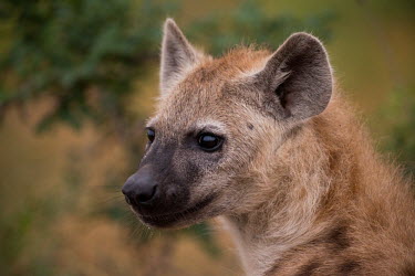 Spotted hyaena spotted hyaena,Crocuta crocuta,Crocuta,hyaena,hyaenas,hyena,hyenas,laughing hyaena,laughing hyena,spotted hyena,face,head,close-up,close up,portrait,Spotted hyaena,Chordates,Chordata,Hyaenidae,Hyenas,