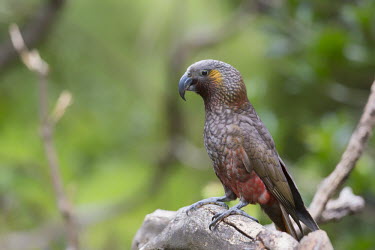 New Zealand kaka New Zealand kaka,kaka,kakas,bird,birds,Conservation,evening,Horizontal,wildlife,wildscape,aves,animalia,least concern,perch,perched,forest,shallow focus,negative space,side,colourful,colorful,parrot,p