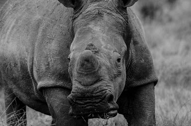 White rhino Gondwana,game reserve,Gondwana Game Reserve,South Africa,white rhinoceros,white rhino,Ceratotherium simum,white rhinos,rhino,rhinos,black and white,b&w,close-up,close up,texture,skin,looking at camera